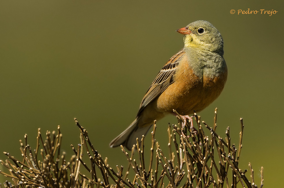 Escribano hortelano (Emberiza hortulana)